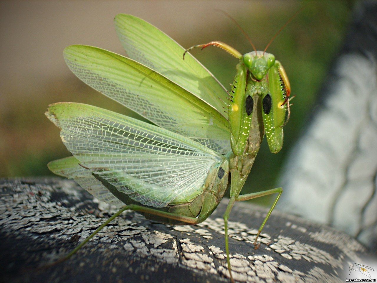 Богомол обыкновенный - Mantis religiosa