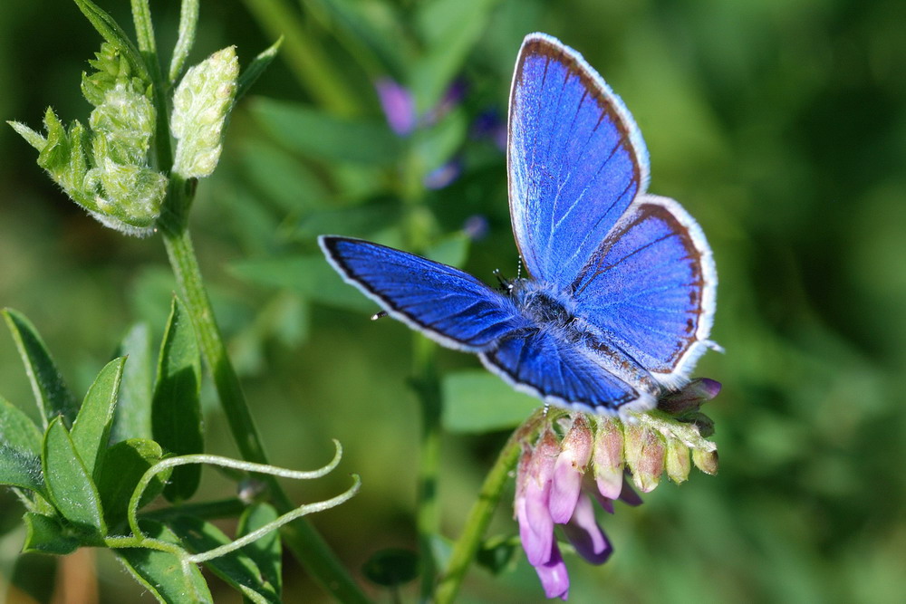Голубянка агрирогномон бабочка