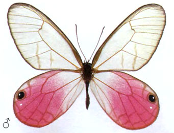 Цитериас аврорина бабочка