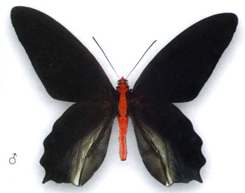 Атрофанеура Семпера бабочка