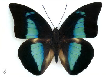 Археопрепона демофонт бабочка