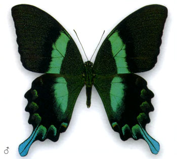 Парусник Блюме бабочка