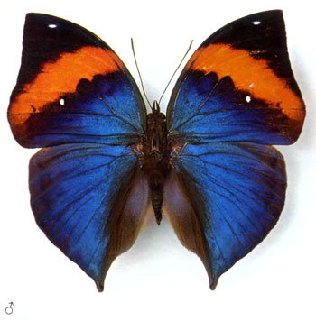 Каллима бабочка