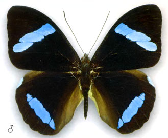 Нессея хевитсона бабочка