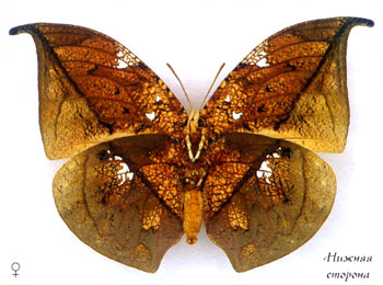 Ценофлебия архидона бабочка