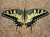 Семейство Парусники Род Papilio Махаон