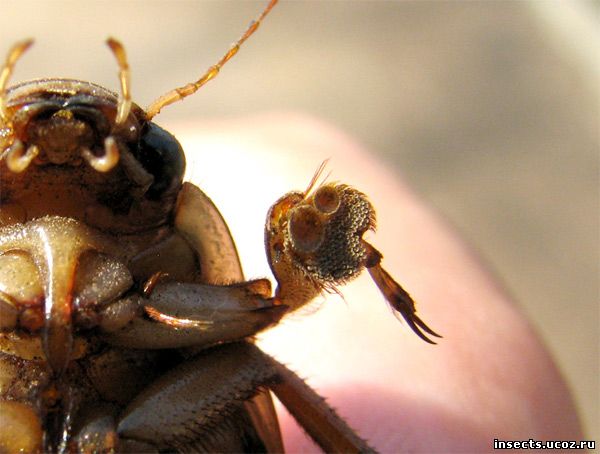 Самцы жуков-плавунцов — насильники и убийцы