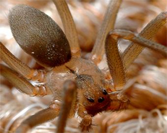 Самый опасный паук в мире - паук отшельник