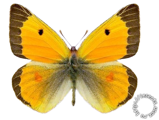Золотистая желтушка бабочка