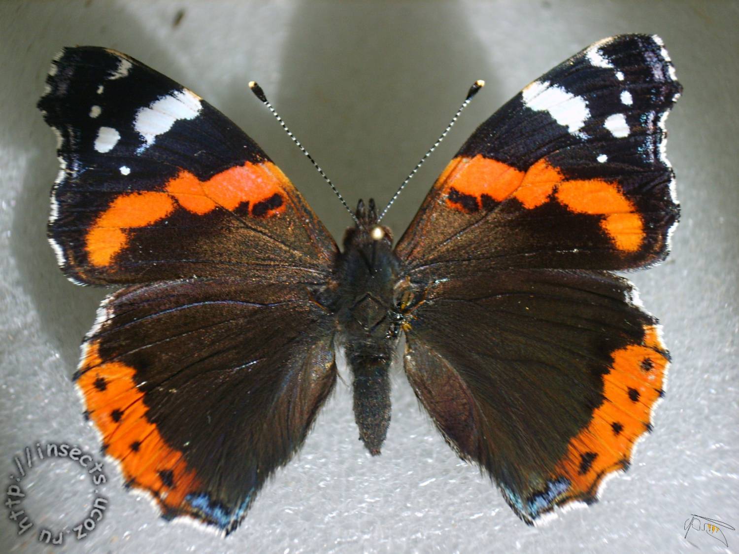 Семейство бабочек - Нимфалиды