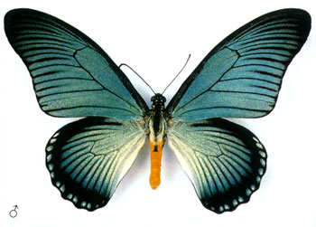 Парусник Зальмоксис бабочка