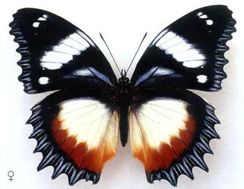 Гиполимнас декситея бабочка
