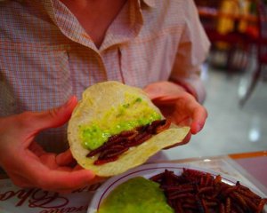 еда из насекомых, личинок и яиц насекомых в мексиканских ресторанах